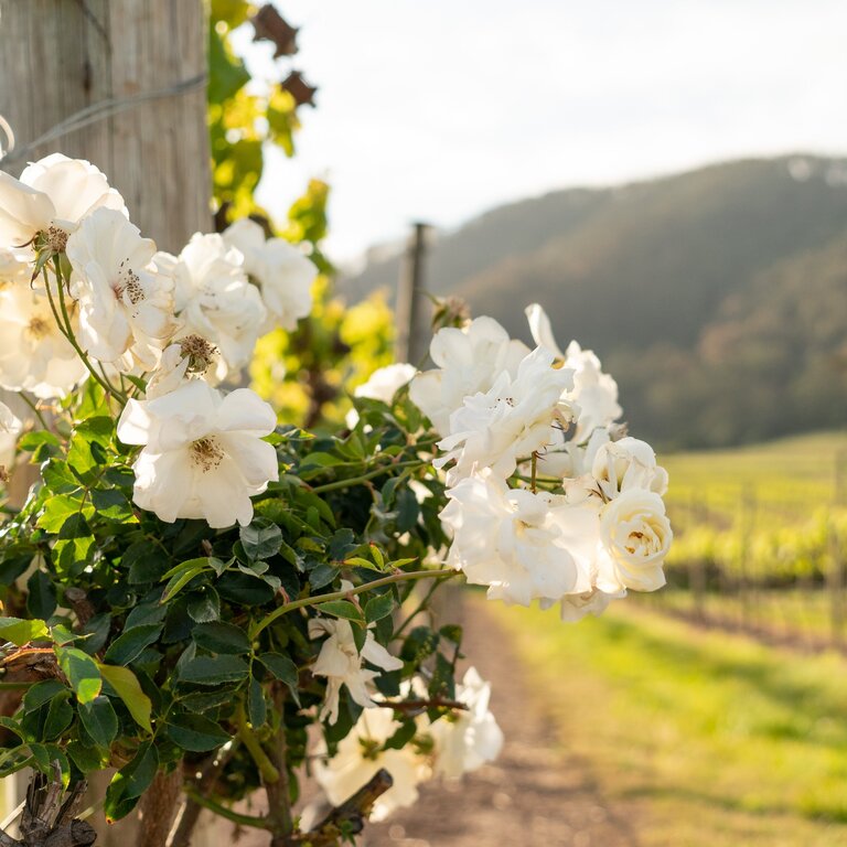 Coolangatta Estate Winery