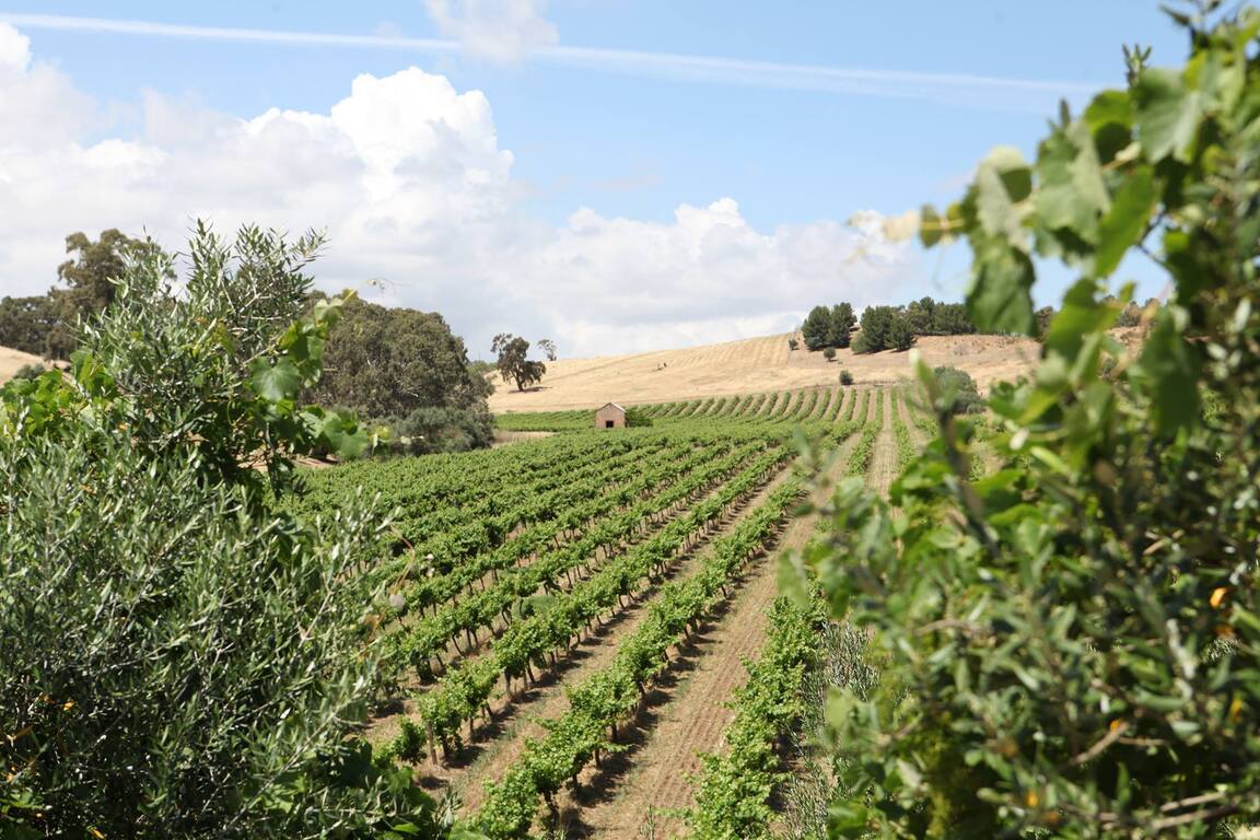 Barossa Valley Estate Wedding Venues Adelaide