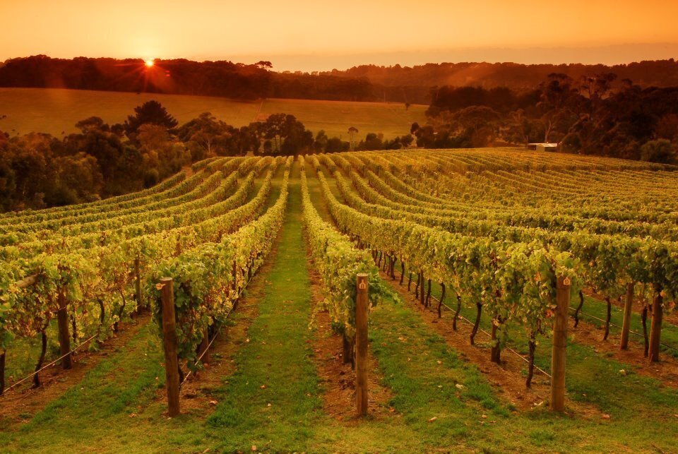 Morning Sun Vineyard