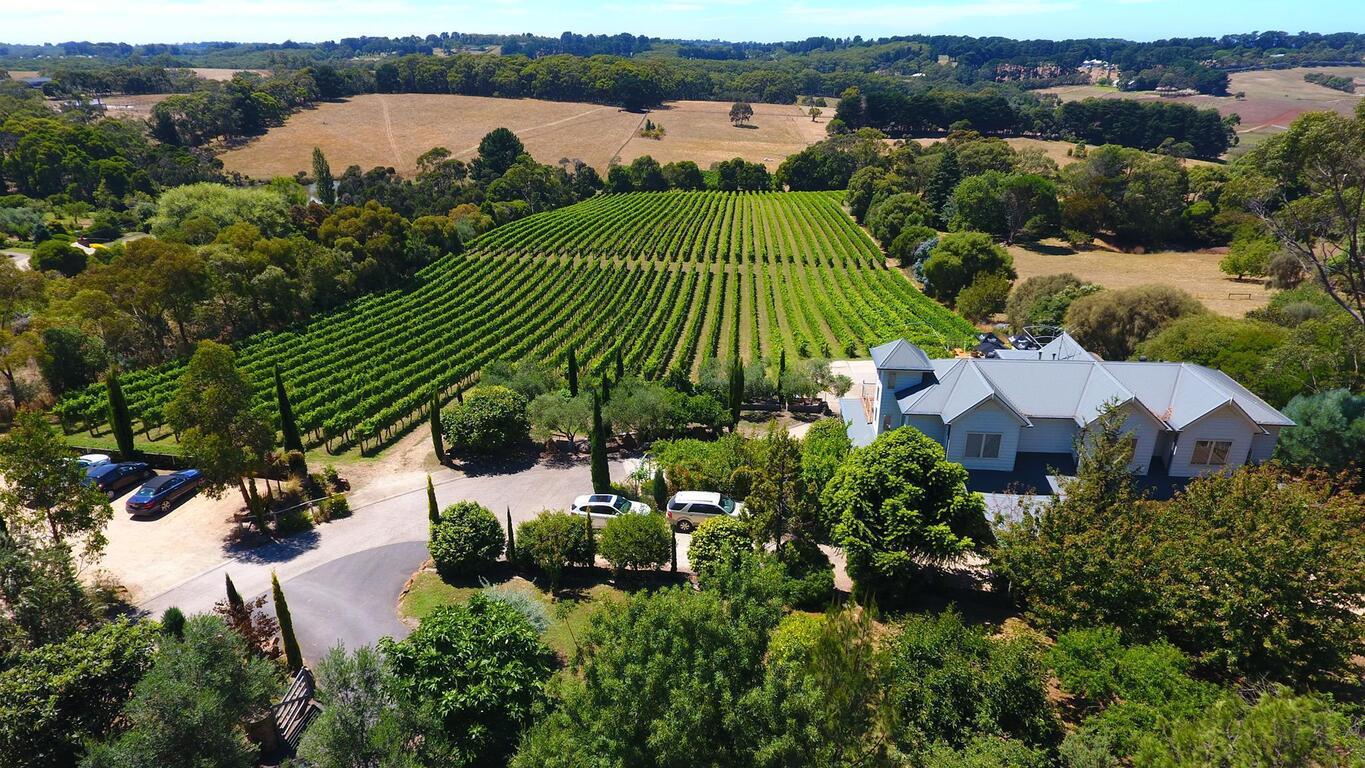 Morning Sun Vineyard