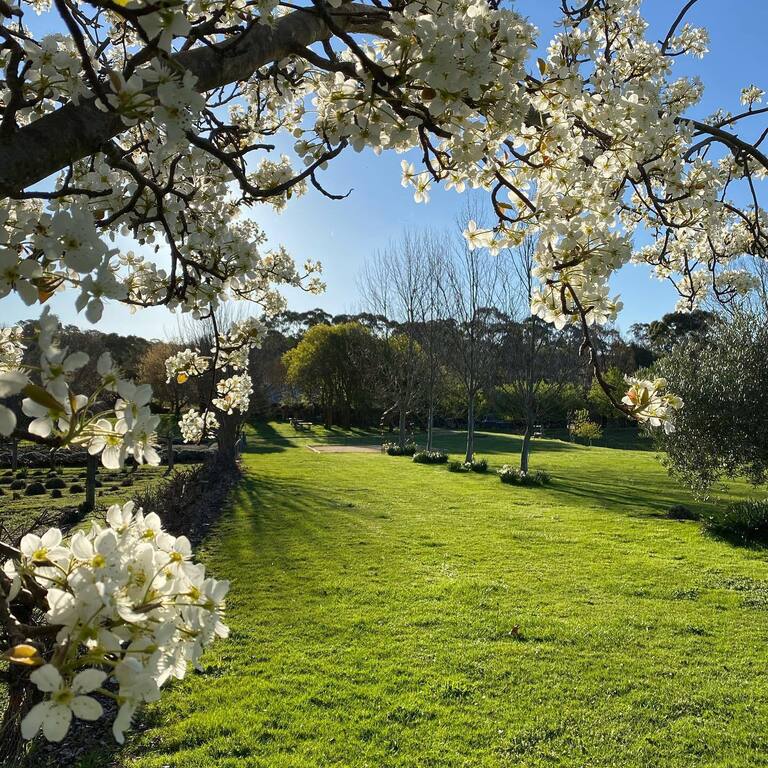 Lavandula Swiss Italian Farm
