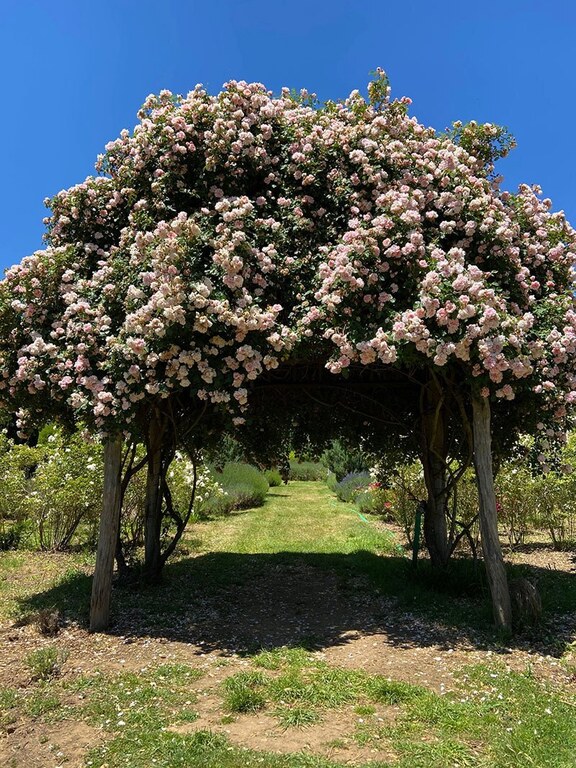 Lavandula Swiss Italian Farm