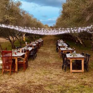 Bunnyconnellen Olive Grove and Vineyard