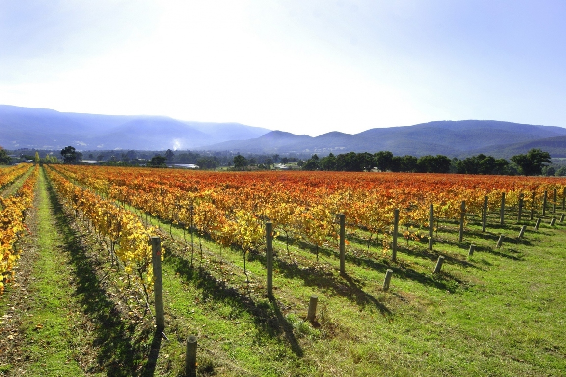 Vines of the Yarra Valley