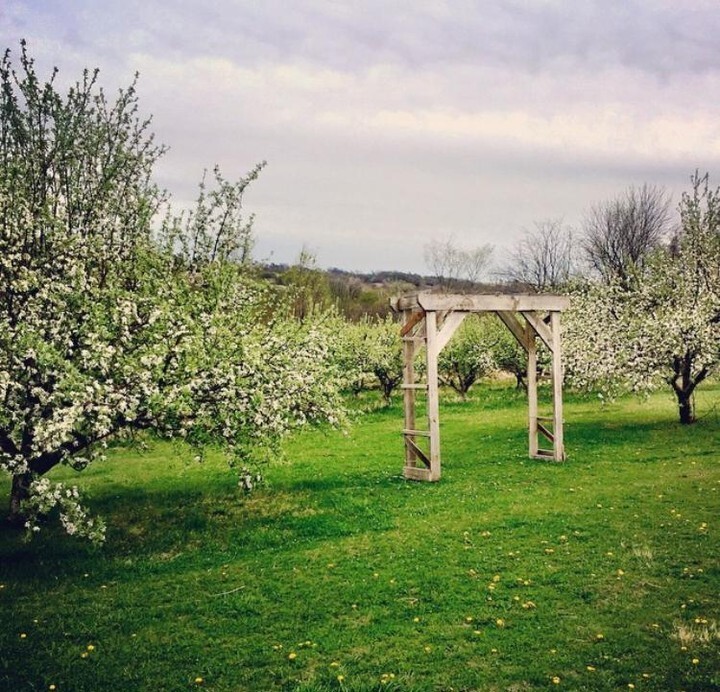 Orchards at Spring Vale Farm