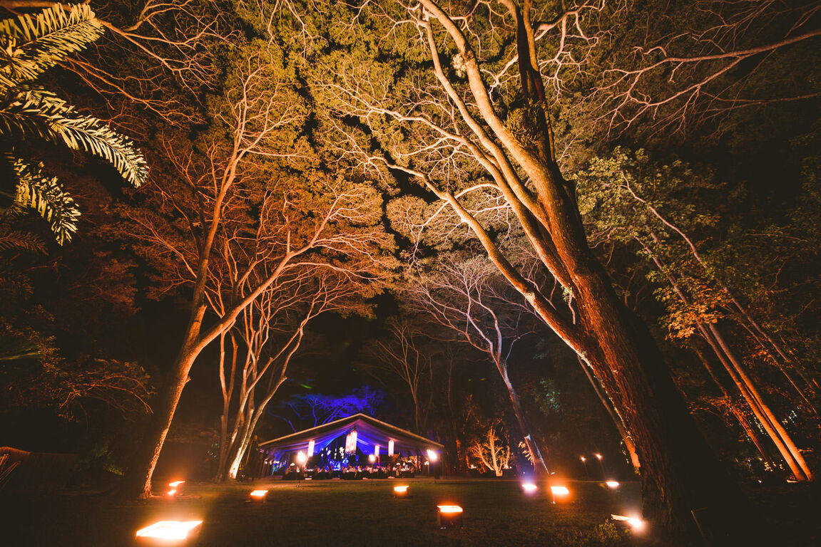 Flames of the forest