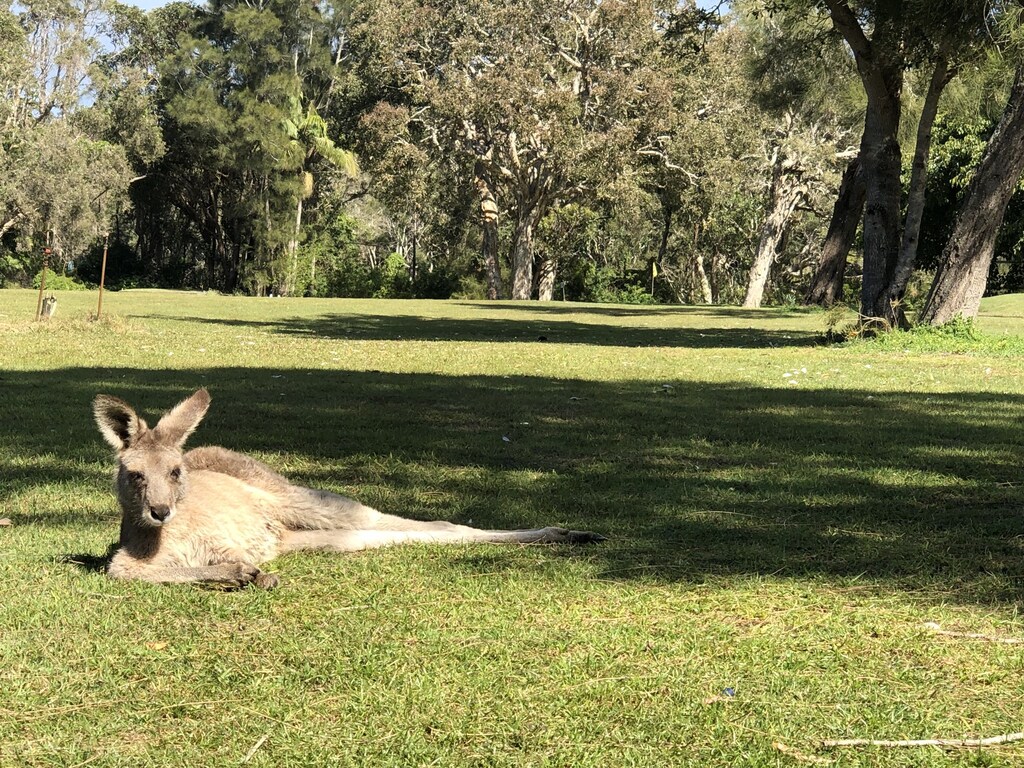 NRMA Darlington Beach Holiday Resort