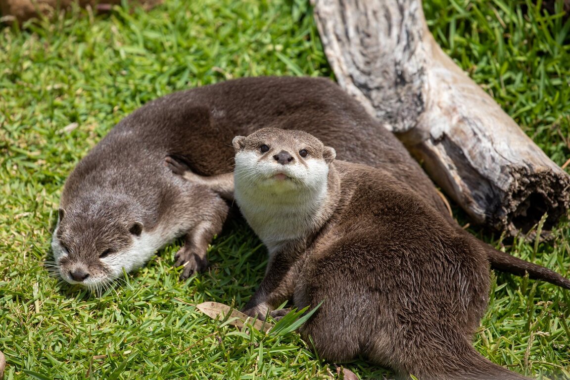 Sydney Zoo