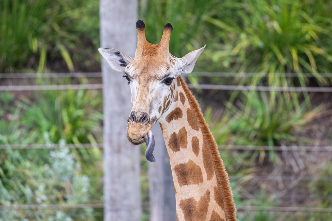 Sydney Zoo
