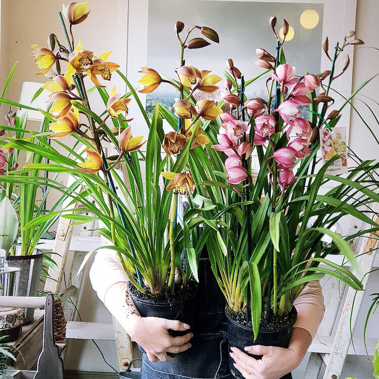 Flowers In A Vase