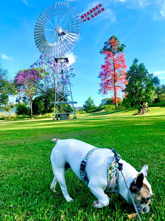 Bearded Dragon Hotel