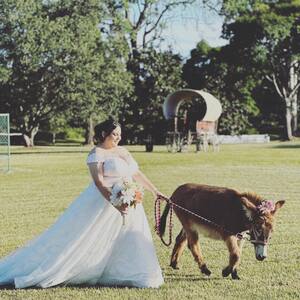 Bearded Dragon Hotel