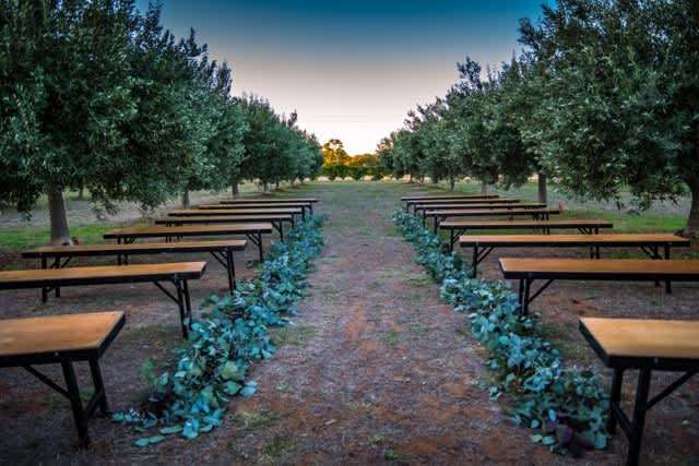 Bridgeward Grove Olives