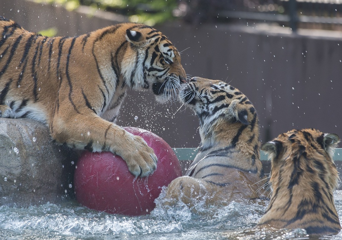 Dreamworld and WhiteWater World