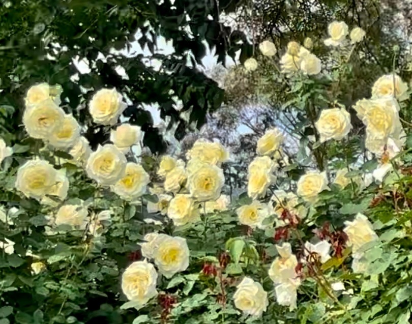 Dalywaters Rose Garden & Chapel