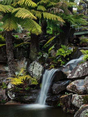 Blue Mountains Botanic Garden MountTomah