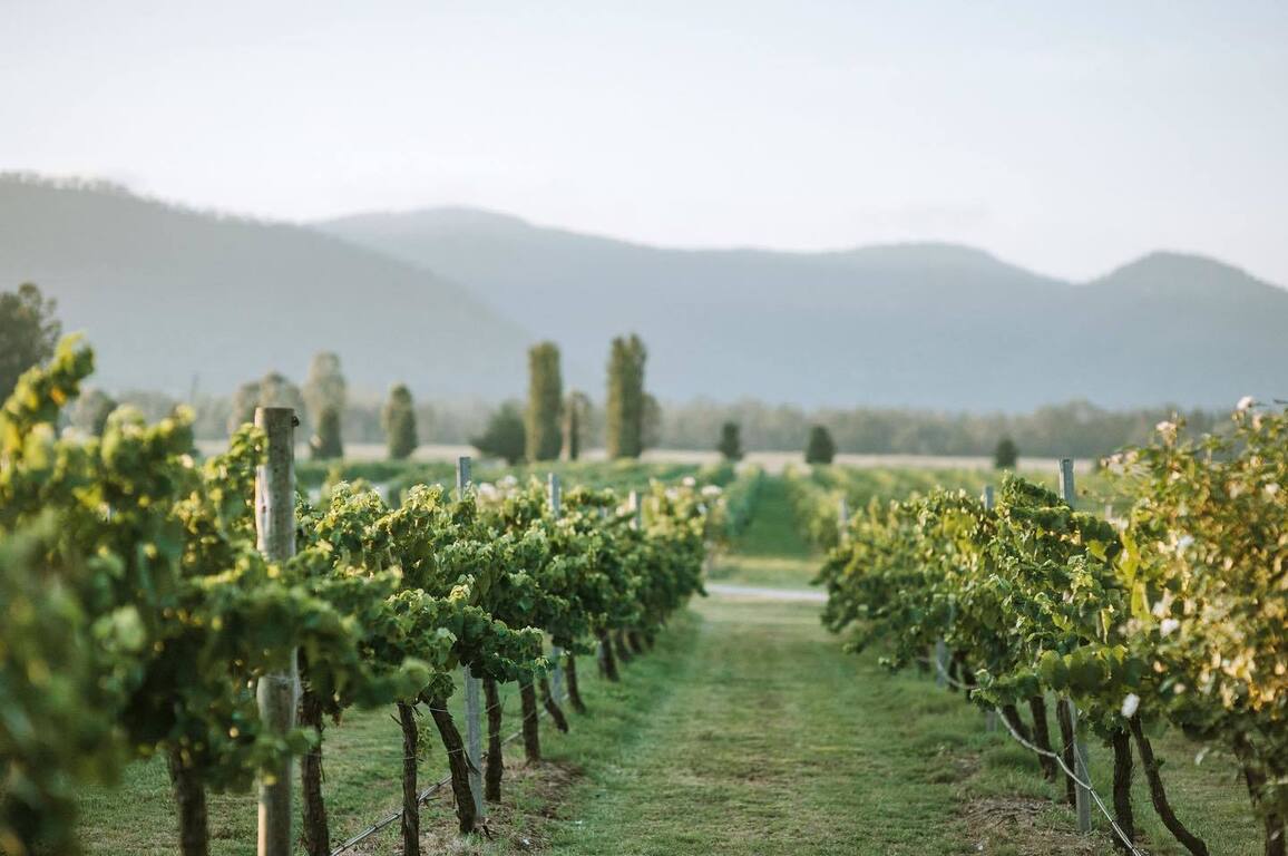 Tinonee Vineyard Estate