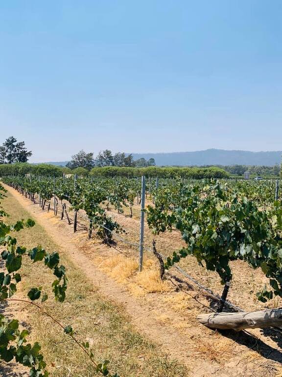 Margan Restaurant and Winery