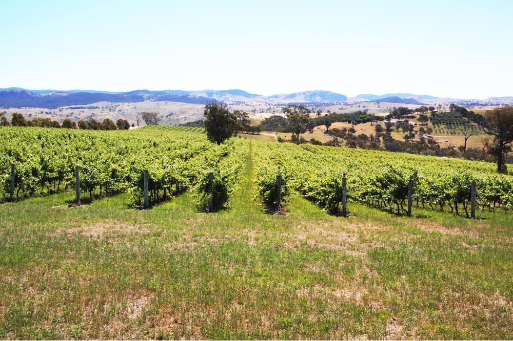 Wallaroo Wines